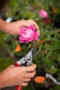 Hand shears prune roses Royalty Free Stock Photo