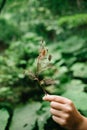 Hand with a sheet of skeleton on the background of summer foliage in the forest