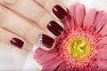 Hand with short manicured nails colored with dark purple nail polish Royalty Free Stock Photo