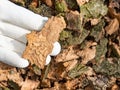 Hand show tunnels of wood destroying insect killed oak