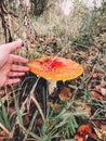 Hand showing beautiful toadstool poison mushroom with red cap growing in autumn woods. Fly agaric