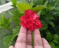 Hand showing closeup of beautiful red flower blooming in branch of green leaves plant growing in garden, nature photography Royalty Free Stock Photo