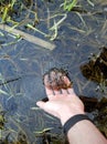 Hand showing a frog squawk in clean swamp water Royalty Free Stock Photo