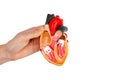 Hand shows model human heart on white background Royalty Free Stock Photo