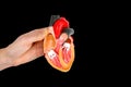 Hand shows model open human heart on black background Royalty Free Stock Photo