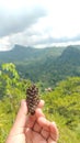 Hand showing pine tree seed with green hill and cloudy sky background Royalty Free Stock Photo