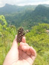 Hand showing pine tree seed with green hill and cloudy sky background Royalty Free Stock Photo