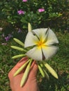 Hand showing a Plumeria flower in summer outdoors in the garden. Royalty Free Stock Photo