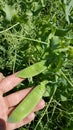 A hand showing 2 snow peas