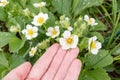 Hand showing white strawberry flowers and green leaves in the garden Royalty Free Stock Photo