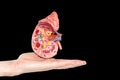 Hand shows model of human kidney on black Royalty Free Stock Photo