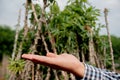 Hand sign showing a pile of cassava stems reflects the culmination of a successful harvest, with a bounty of fibrous and sturdy
