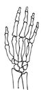 Hand skeleton anatomy