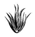 Hand sketch aloe vera plant