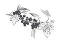 Hand sketch blackcurrant