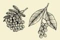 Hand sketch - branch of the rowanberry Royalty Free Stock Photo