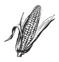 Hand sketch corn