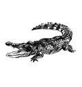 Hand sketch crocodile Royalty Free Stock Photo