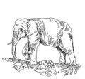 Hand sketch of elephant Royalty Free Stock Photo