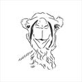 Portrait of a camel, head of a camel, vector sketch illustration