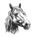 Hand sketch horse head