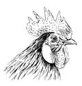 Hand sketch rooster head