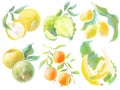 set of illustrations colored watercolor style delicate shades design elements tropical and exotic fruits berries on a white