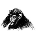 Hand sketch of a young chimpanzee