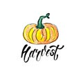 Hand sketched autumn lettering Harvest with pumpkin drawing. Modern brush calligraphy