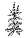 Hand sketched Basil illustration with leaves and flowers. Hand-drawn medicinal herb and culinary spice. Engraved style botanical