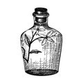 Hand sketched bottles with flower extract in vintage style. Glassware hand drawing for cosmetic or perfume. Alchemy laboratory