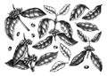 Hand sketched Coffee plants, beans, leaves and flowers bundle. Botanical illustrations on white background. Hand drawn coffee tree