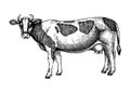 Hand-sketched Cow vector illustration. Farm animal hand drawing. Spotted cow sketch. Vintage animal. Perfect for recipe, menu,