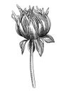 Hand-sketched dahlia flower illustration. Botanical drawing of autumn dahlia. Hand-drawn garden flower bud. Engraved style floral Royalty Free Stock Photo