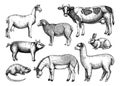 Hand-sketched farm animals vector illustrations. Cow, lama, donkey, goat, rabbit, sheep and other vintage animals. Perfect for Royalty Free Stock Photo