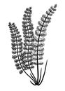 Hand sketched fern botanical illustration isolated on white. Maidenhair spleenwort hand-drawing . Engraved style braken fern on