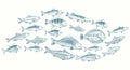 Hand sketched fish vector illustration. Underwater life banner for restaurant menu