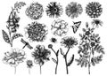 Hand-sketched flower illustrations collection. Vintage summer florals drawing set. Detailed and elegant garden plant on white