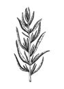 Hand sketched French tarragon botanical illustration. Engraved estragon sketch. Hand-drawn aromatic culinary herb. Perfect for