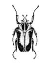 Hand sketched Goliath beetle. Insects collection. Isolated entomological illustration on white background. Insects drawing. Black Royalty Free Stock Photo