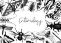 Hand-sketched insect banner template. Hand drawn beetles, bugs, butterflies, dragonfly, cicada, moths, bee illustrations in Royalty Free Stock Photo