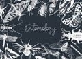 Hand-sketched insect banner template. Hand drawn beetles, bugs, butterflies, dragonfly, cicada, moths, bee illustrations in Royalty Free Stock Photo