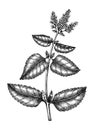 Hand sketched Mint botanical illustration with leaves and flowers. Pepper mint - hand-drawn medical herbs and spices. Engraved Royalty Free Stock Photo