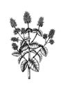 Hand sketched Mint botanical illustration with leaves and flowers.Spearmint - hand-drawn medical herbs and spices. Engraved style