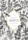 Hand-sketched Mints and Balms card or invitation design. Mints plants and insects illustration in vintage style. Medicinal herbs