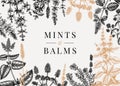 Hand sketched mints banner. Mints plants design. Vintage herbs, leaves, flowers hand drawings background. Perfect for recipe,