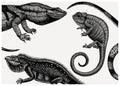 Hand sketched reptiles design. Exotic animal background. Vintage realistic lizards - chameleon, iguana, Komodo dragon frame