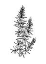 Hand sketched Rosemary illustration. Medicinal herbs design. Herbal tea ingredients. Aromatic and medicinal plants drawing.