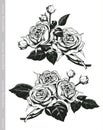 Hand sketched set of white roses in vintage engraving style
