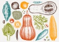 Hand-sketched vegetables collection in colors. Seasonal food ingredients - herbs, vegetables, mushrooms illustration. Healthy food